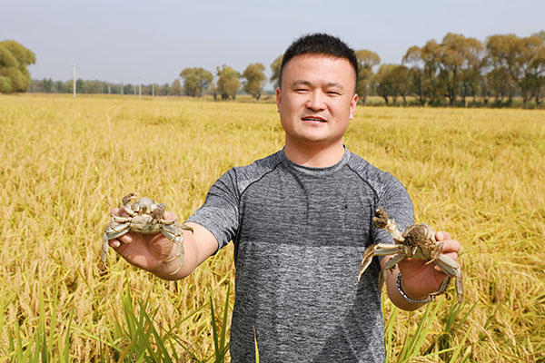 鱼河稻田蟹喜丰收 田苗摄.jpg