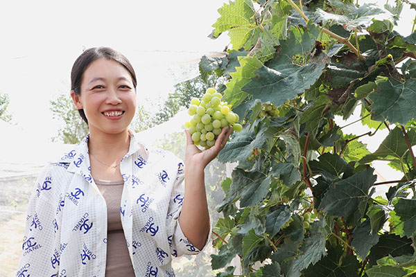 许家崖村葡萄香甜诱人 田苗摄.jpg